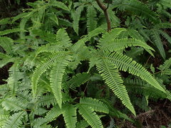 Dicranopteris pedata