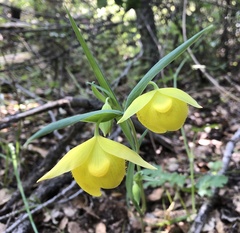 Calochortus pulchellus