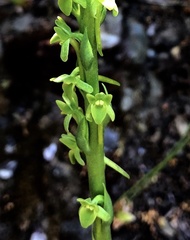 Platanthera michaelii