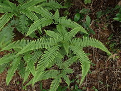 Dicranopteris pedata