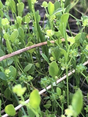 Ranunculus bonariensis