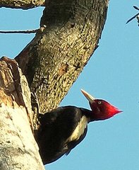 Campephilus leucopogon