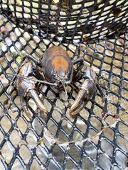 Cambarus bartonii bartonii