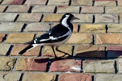 Grallina cyanoleuca