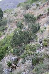 Pinus cembroides