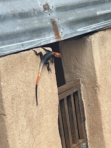 Rainbow Agama