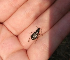 Pterostichus oblongopunctatus