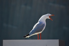 Chroicocephalus novaehollandiae