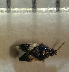 Orius tristicolor