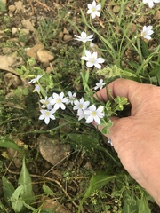 Sisyrinchium albidum