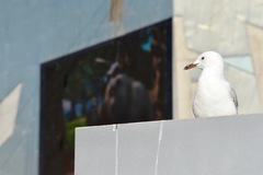 Chroicocephalus novaehollandiae