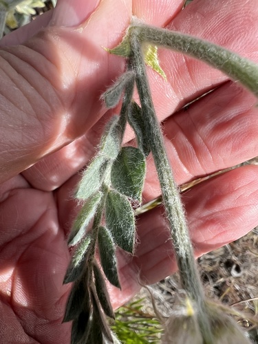 Image of Bent Milkvetch (Astragalus inflexus) by no rights reserved