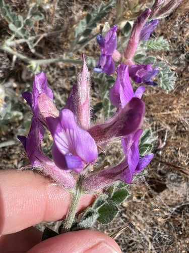 Image of Bent Milkvetch (Astragalus inflexus) by no rights reserved