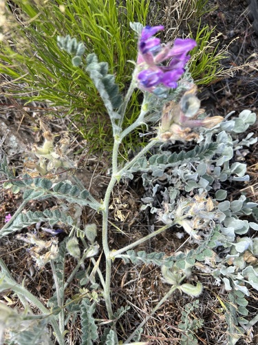 Image of Astragalus inflexus by no rights reserved