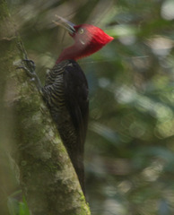 Campephilus robustus