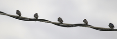 Tachycineta bicolor