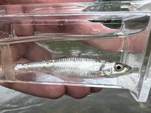 notropis photogenis