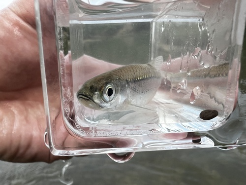Silver shiner (Notropis photogenis) — Cyprinidae — 4