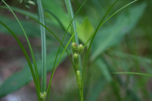 Image of Carex aureolensis by (c) Brandon Johnson, some rights reserved (CC BY)