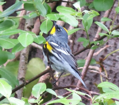 Audubon's Warbler photographed in Washington
