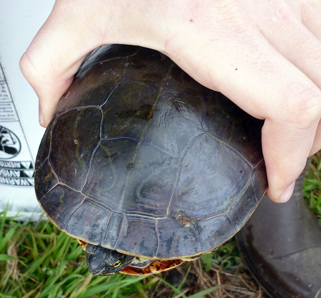 Western Chicken Turtle in March 2013 by Luke Pearson · iNaturalist