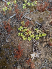 Chorizanthe procumbens