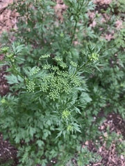 Petroselinum