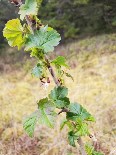 Image of Ribes divaricatum by (c) J Straka, some rights reserved (CC BY)