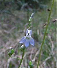 Lobelia homophylla