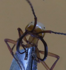 Eciton drepanophorum
