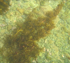 Carpophyllum plumosum