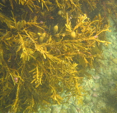 Carpophyllum maschalocarpum