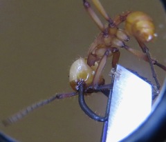 Eciton drepanophorum