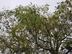 Croton magdalenensis