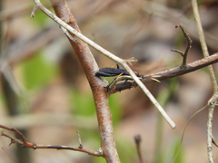 Ichneumon centrator