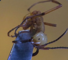 Eciton drepanophorum