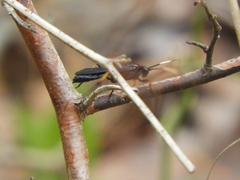 Ichneumon centrator