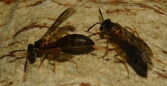 Angiopolybia