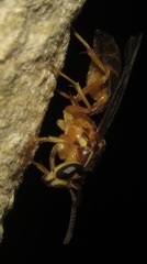 Angiopolybia