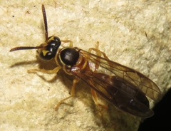Angiopolybia