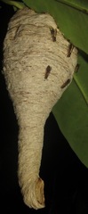 Angiopolybia