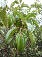Meriania nobilis