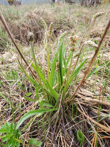 Image of Plantago macrocarpa by (c) J Straka, some rights reserved (CC BY)
