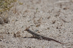 Dipsosaurus dorsalis dorsalis