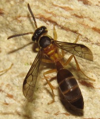Angiopolybia