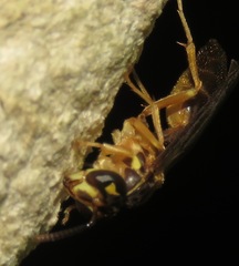 Angiopolybia