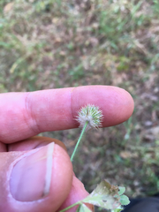 Trifolium microcephalum