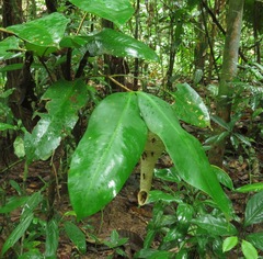 Angiopolybia