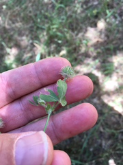 Trifolium microcephalum