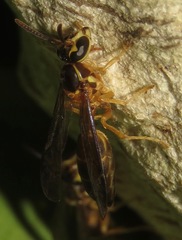 Angiopolybia